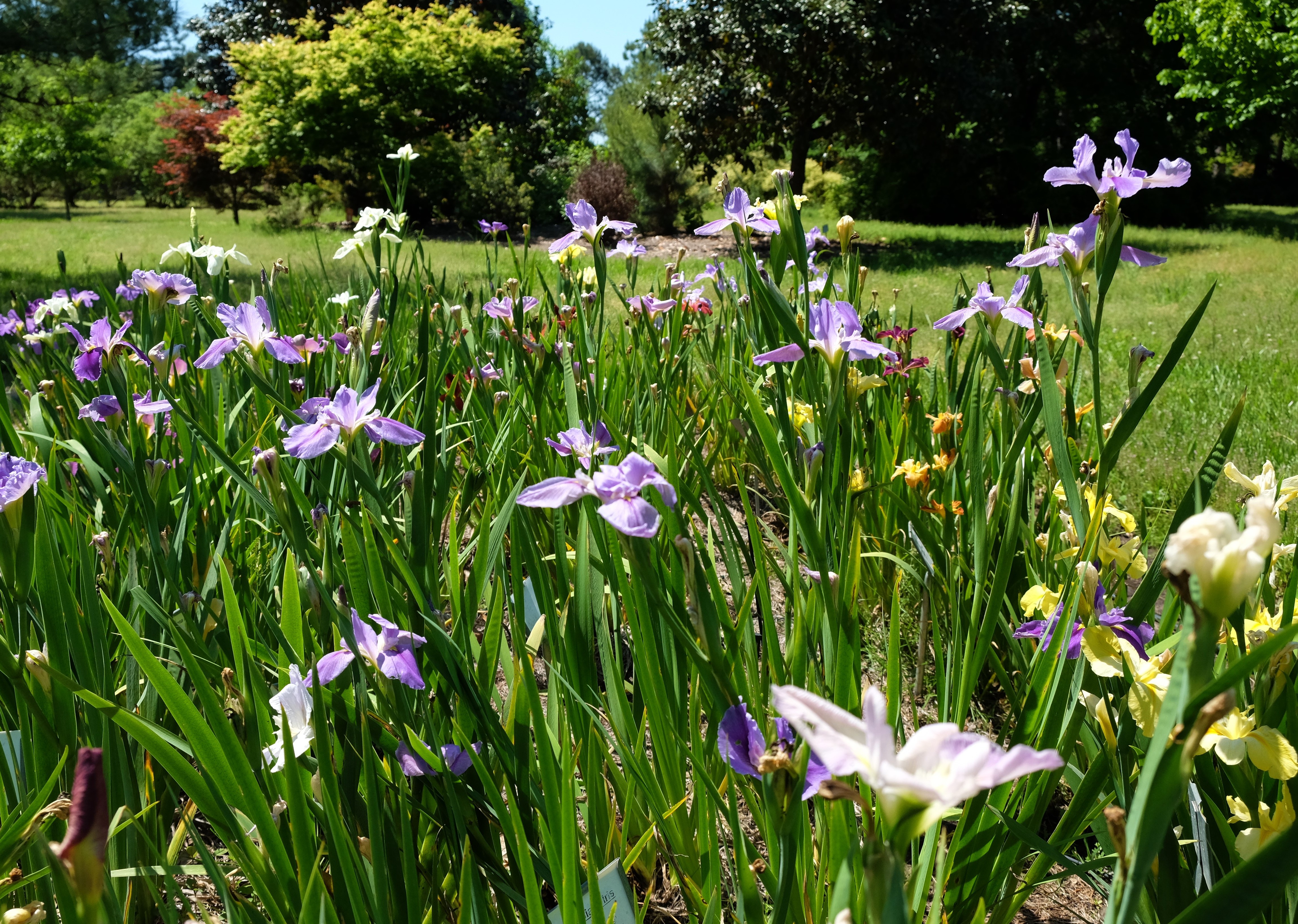  A mass of pink/purple flowers.